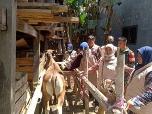 PMK Kota Makassar Melaksanakan Disenfeksi Suntik Vaksin Pada Ternak