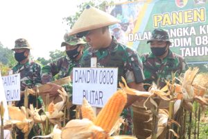 Tingkatkan Ketahanan Pangan, Kodim 0808/Blitar Gelar Panen Jagung