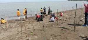 Desa Letawa Pusat Pencanangan Penanaman Bibit Mangrove se-Pasangkayu