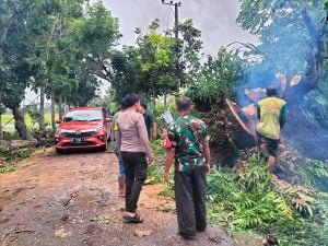 Pohon Tumbang Akibat Cuaca Extrim