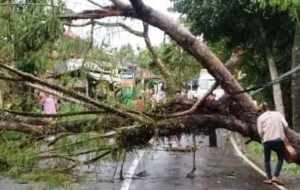 BPBD Lebak Tangani Pohon Tumbang di Jalan Raya Sampay Cileles