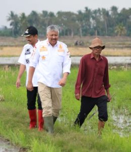MAPPALILI,BUPATI IRWAN TURUN SAWAH BERSAMA MASYARAKAT DESA PATOBONG