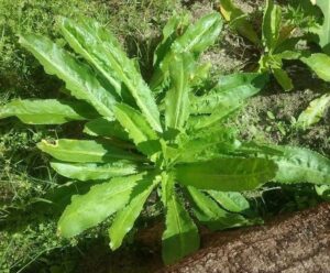 Daun Walang Sangit untuk Mancing: Teknik Rahasia Mancing yang Luar Biasa