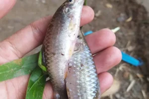 5 Umpan Ikan Wader di Air Jernih dan Tips Ampuh Meningkatkan Hasil Pancingan 