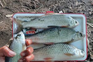 6 Umpan Ikan Nilem Alami dan Racikan Terbaik: Rahasia Sukses Mancing Nilem