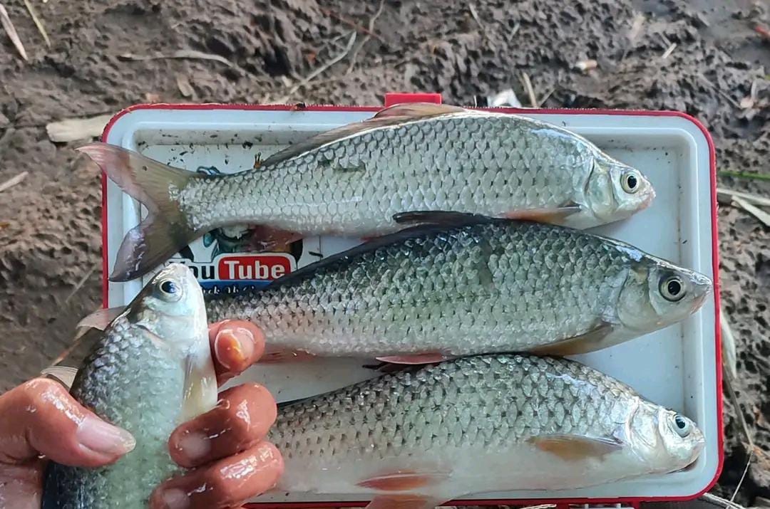 6 Umpan Ikan Nilem Alami dan Racikan Terbaik: Rahasia Sukses Mancing Nilem | NEWS TV Indonesia