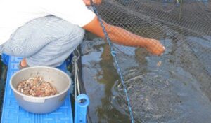 9 Pakan Ikan Gurame Terbaik untuk Pertumbuhan yang Lebih Cepat