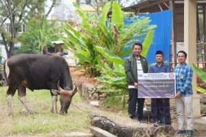 Idul Adha 1445 H, PT Semen Tonasa Berbagi 31 Sapi Kurban Ke Desa Dan Instansi Lokal