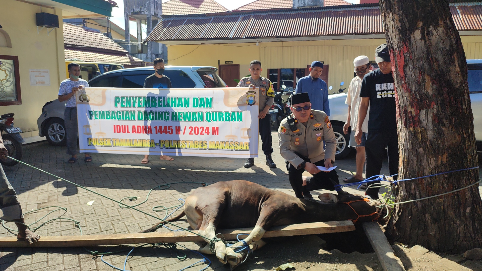 Rayakan Hari Raya Idul Adha 1445 H, Polsek Tamalanrea Qurban Dua Ekor Sapi dan dibagikan ke Warga masyarakat  | NEWS TV Indonesia