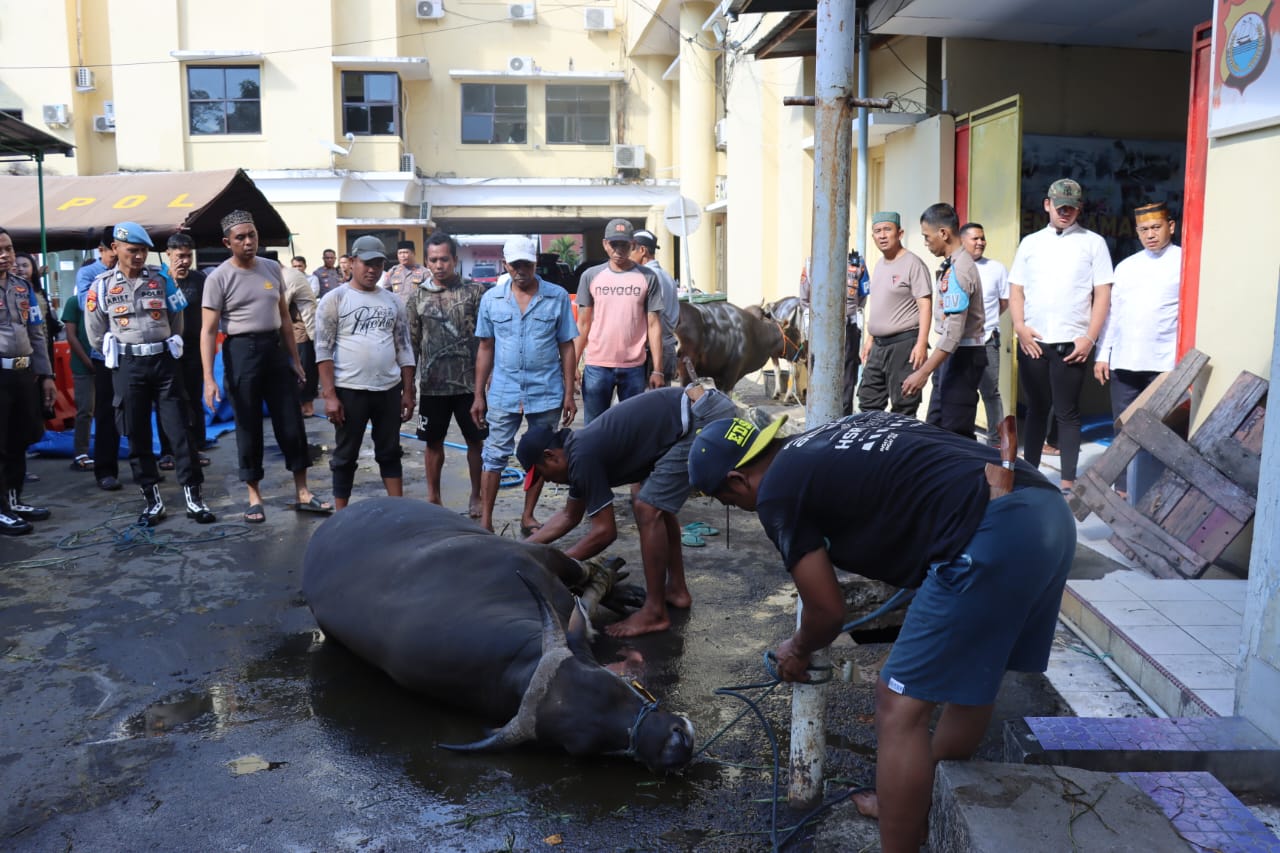 Hari Raya Idhul Adha 1445 H, Polrestabes Makassar Kurban 23 Ekor Sapi dan 2 Ekor Kambing | NEWS TV Indonesia