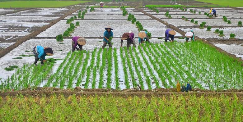 Warga Tani Blang Seumasang Gampong Ladang Lakukan Tanam padi Serentak. | NEWS TV Indonesia