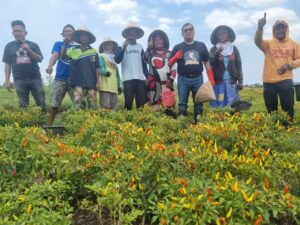 Calon Bupati Takalar, Daeng Manye, Sapa Petani Cabe di Desa Panyakalang