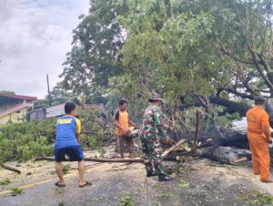Bergerak Cepat Babinsa Kodim 1425 Jeneponto Bersama Bhabinkamtibmas Atasi Pohon Tumbang