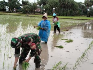 Dukung Ketahanan Pangan, Babinsa Koramil 1426-03/Galut Terjun Langsung Bantu Petani Tanam Padi