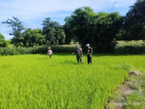 Bersama PPL dan PHT, Babinsa Koramil 1425-05/Batang Pantau Dan Cek Pertumbuhan Tanaman Padi Milik Warga