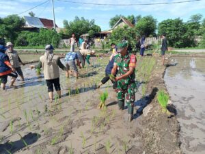 Percepat Masa Tanam, Babinsa Koramil 05 Batang Bersama PPL Terjun ke Sawah Bantu Petani Tanam Padi