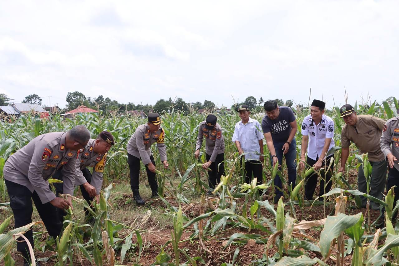 Kapolres Takalar Pimpin Panen Jagung Manis dalam Rangka Ketahanan Pangan | NEWS TV Indonesia