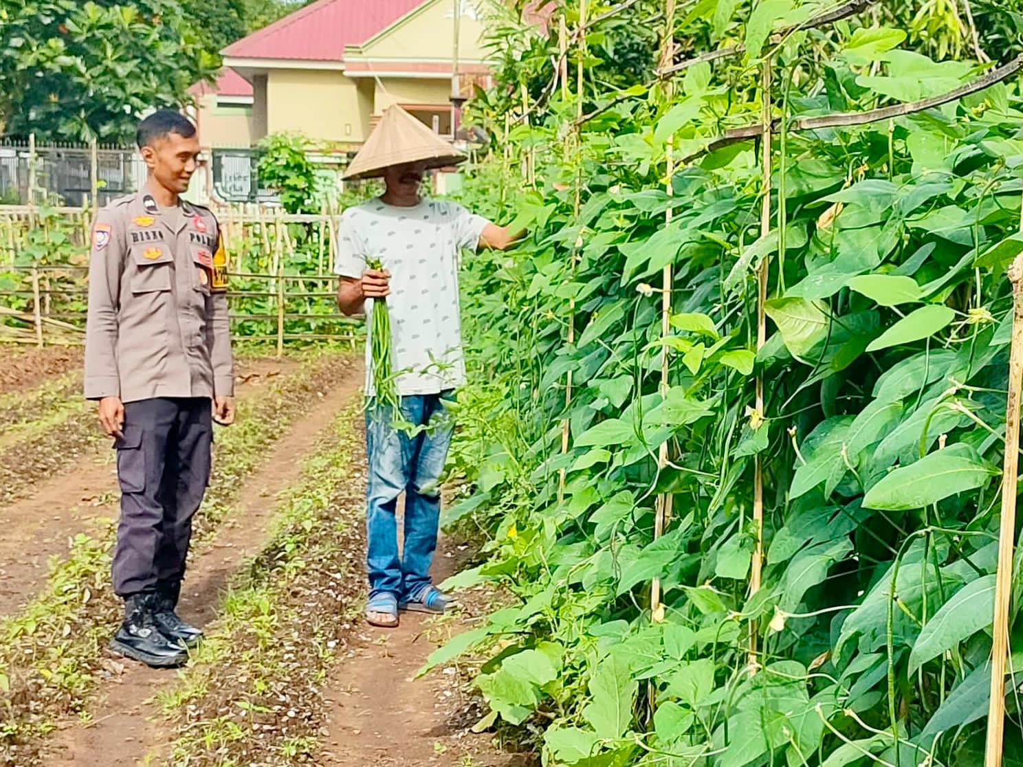 Bhabinkamtibmas Tinjau Pemanfaatan Pekarangan Rumah untuk Ketahanan Pangan di Kelurahan Mangadu | NEWS TV Indonesia