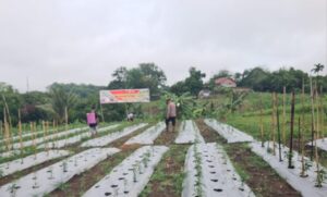 Kegiatan Pemeliharaan Tanaman Dalam Rangka Polri Mendukung Ketahanan Pangan