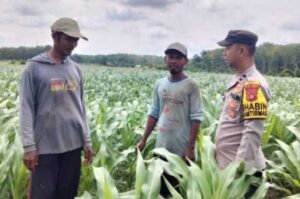 Bhabinkamtibmas Polsek Walenrang Lakukan Pengecekan Lahan Jagung di Desa Limbong
