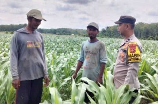 Bhabinkamtibmas Polsek Walenrang Lakukan Pengecekan Lahan Jagung di Desa Limbong | NEWS TV Indonesia