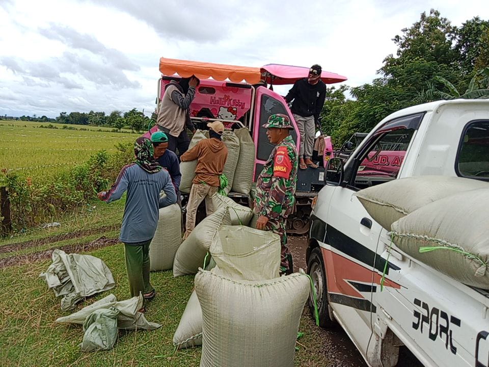 Pastikan Harga Gabah Stabil, Babinsa Koramil 1426-01/Polut Pendampingan Petani Panen Padi | NEWS TV Indonesia