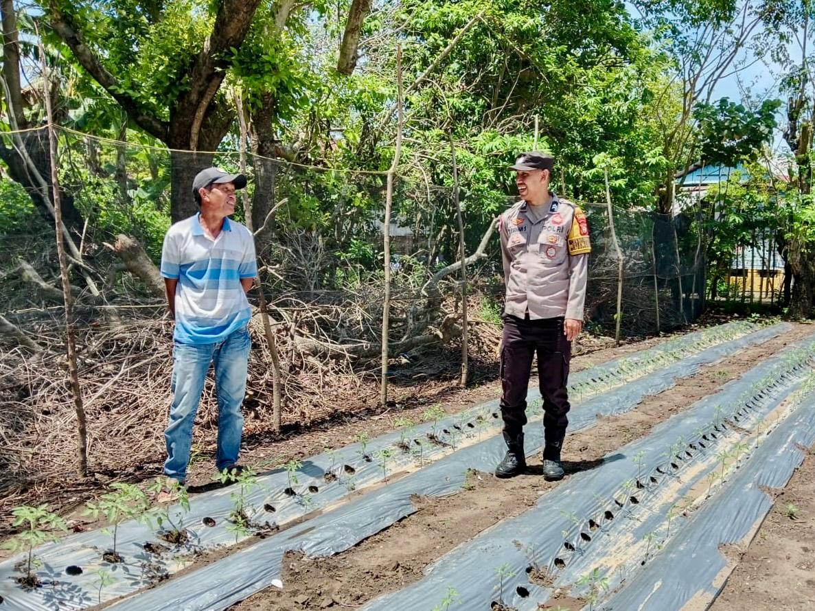 Bhabinkamtibmas Desa Topejawa Dukung Ketahanan Pangan dengan Monitoring Pertanian Warga | NEWS TV Indonesia