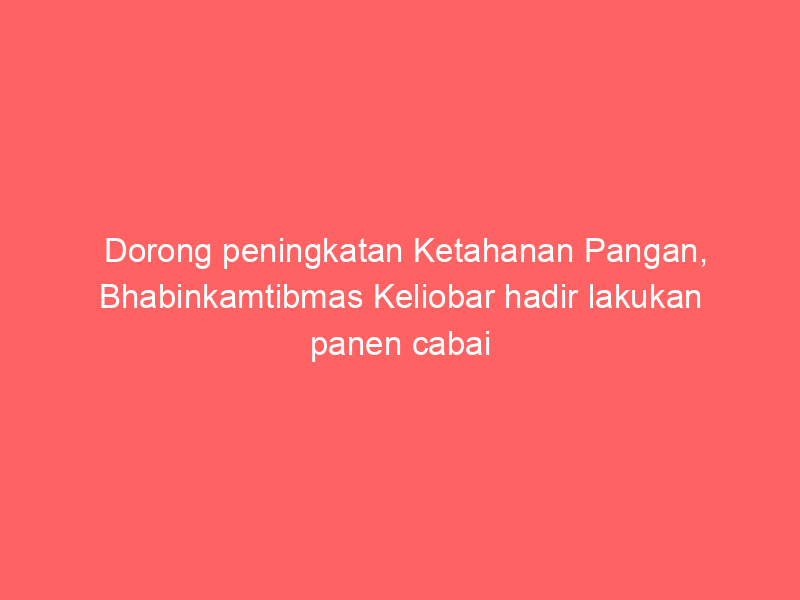 Dorong peningkatan Ketahanan Pangan, Bhabinkamtibmas Keliobar hadir lakukan panen cabai | NEWS TV Indonesia