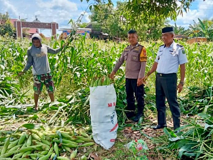 Pemantauan Panen Jagung oleh Bhabinkamtibmas dan Kades Pa’rappunganta Dukung Program Ketahanan Pangan | NEWS TV Indonesia