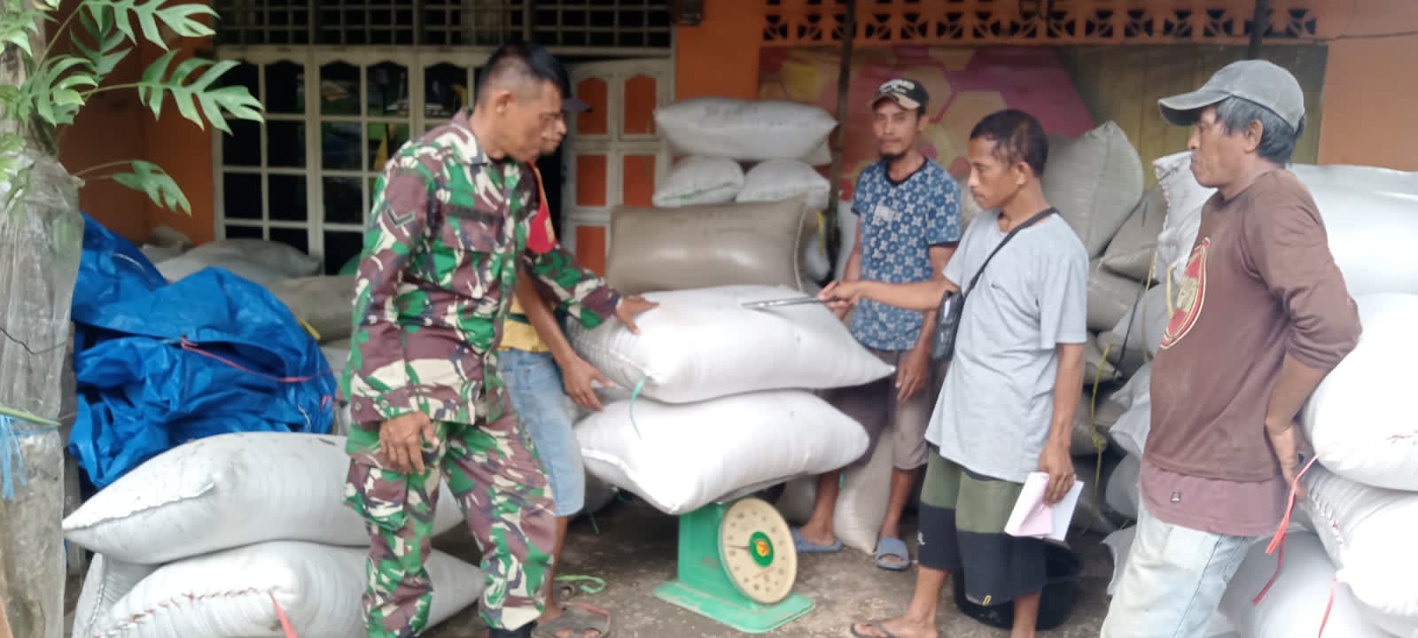 Babinsa Koramil 1426-01/Polut Pantau Proses Penimbangan Dan Pembelian Gabah Oleh Mitra Bulog | NEWS TV Indonesia
