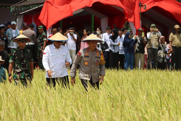 Kapolda Sulsel Hadiri Panen Raya Serentak di Kabupaten Bone, Wujud Dukungan terhadap Ketahanan Pangan Daerah