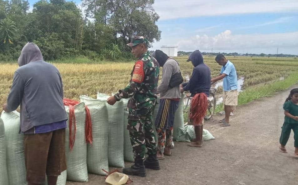 Sukseskan Swasembada Pangan, Babinsa Kodim Takalar Dampingi Petani Panen Padi | NEWS TV Indonesia