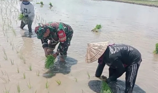 Ketahanan Pangan Wilayah, Babinsa Koramil 1426-07/Pattallassang Semakin Aktif Bantu Petani Tanam Padi | NEWS TV Indonesia