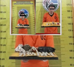 Polres Padangsidimpuan Bongkar Jaringan Pengedar dan Pemasok Ganja, Dua Orang Ditangkap
