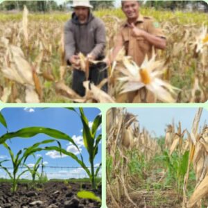 Kelompok tani SAROHA Panen hasil Reklamasi lahan Eks Tambang Kota Nopan