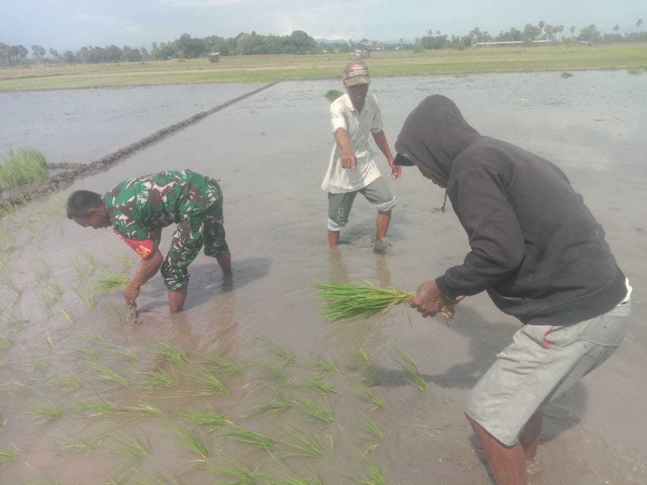 Wujudkan Swasembada Pangan, Babinsa Koramil 1426-04/Galesong Bantu Petani Tanam Padi | NEWS TV Indonesia