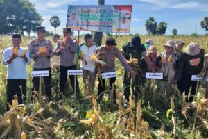 Danramil 1425-91/Binamu Hadiri Panen Raya Jagung Tahap II Tahun 2025 Polres Jeneponto