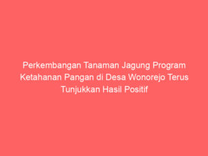 Perkembangan Tanaman Jagung Program Ketahanan Pangan di Desa Wonorejo Terus Tunjukkan Hasil Positif