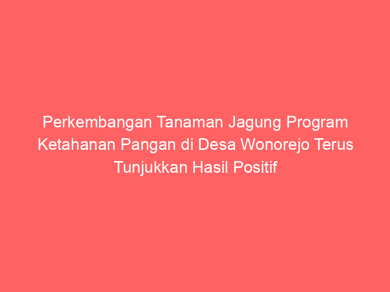 Perkembangan Tanaman Jagung Program Ketahanan Pangan di Desa Wonorejo Terus Tunjukkan Hasil Positif | NEWS TV Indonesia