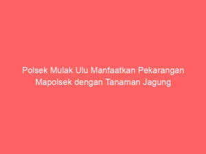 Polsek Mulak Ulu Manfaatkan Pekarangan Mapolsek dengan Tanaman Jagung