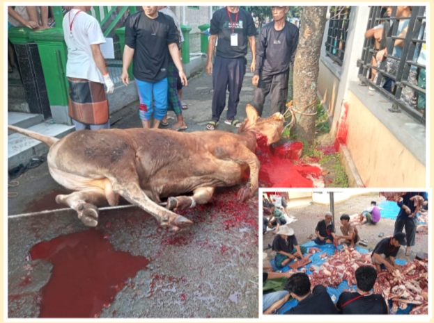 Pondok Pesantren Al ma'sum, Menjadi Tempat Penyembelih Hewan Qurban Di Kampung Pengkolan RT 03 RW 01 Bersama Ketua Panitia Qurban Haji Agus