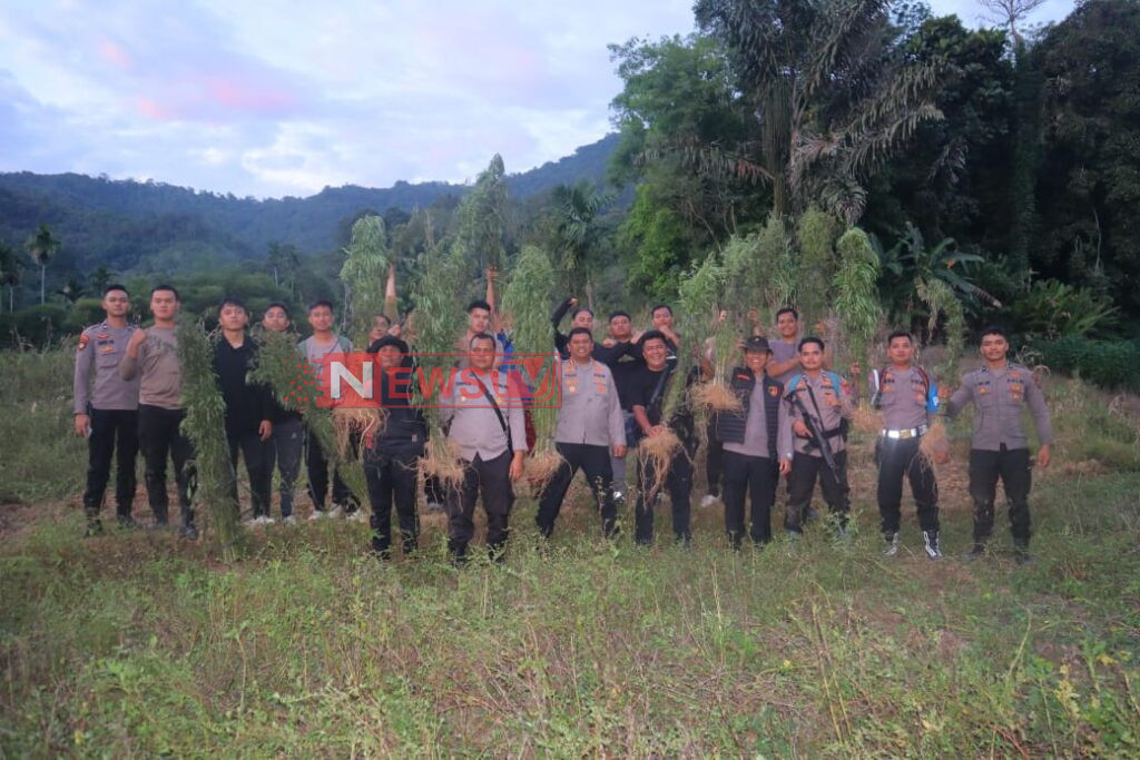 Polres Madina Temukan 6 Hektar Ladang Ganja di Tor Sihite dibantu dengan bantuan kamera Dronee | NEWS TV Indonesia