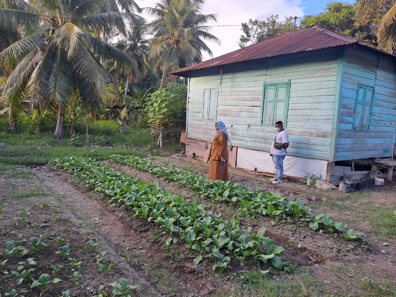 Pokja lll Madina Tinjau Pemanfaatan lahan Pekarangan Desa Adian Jior | NEWS TV Indonesia