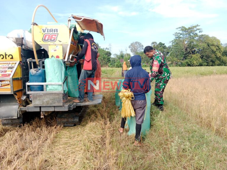 Tingkatkan Ketahanan Pangan, Babinsa Koramil 1426-01/Polut Pendampingan Panen Padi