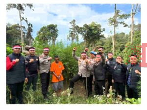 Ladang ganja 1 hektar di pegunungan Huta Bargot di temukan oleh Polres Madina