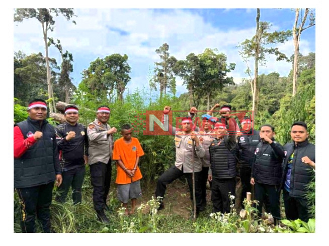 Ladang ganja 1 hektar di pegunungan Huta Bargot di temukan oleh Polres Madina | NEWS TV Indonesia