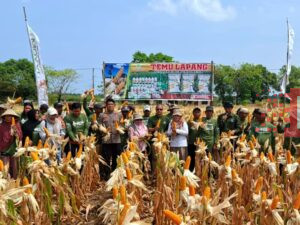 Polisi Penggerak Desa Bontomanai Dampingi Panen Perdana Jagung Bersama Mitra Tiga Pilar