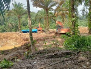 Mafia PETI di Kota Nopan Dan Ranto Baek Kebal Hukum