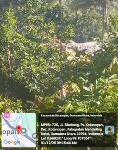 Mafia PETI Kota Nopan Tak Perduli Dengan Musibah Madina