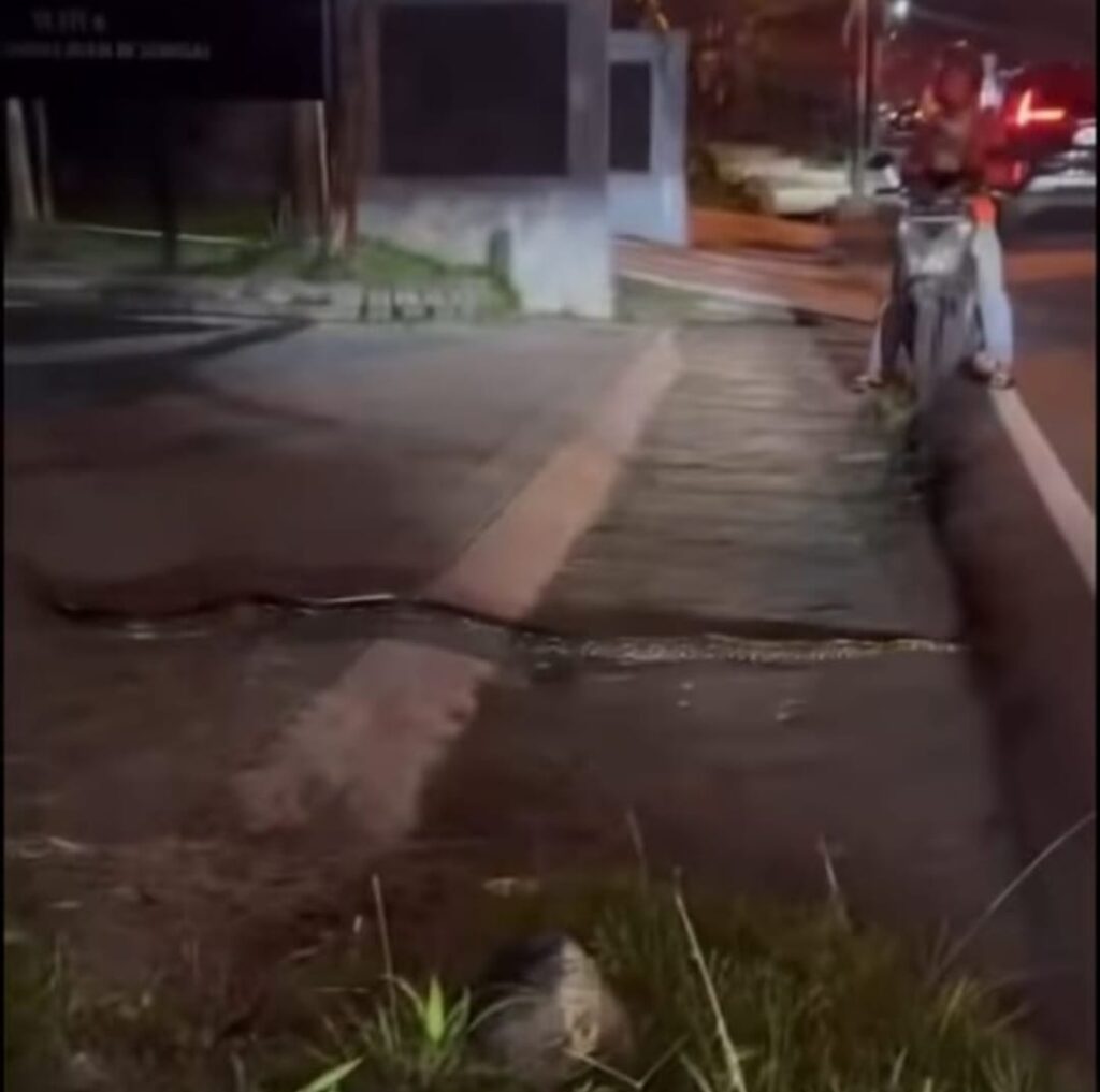 Ular Piton 4 Meter Bikin Geger Warga Pendowo Yogyakarta | NEWS TV Indonesia